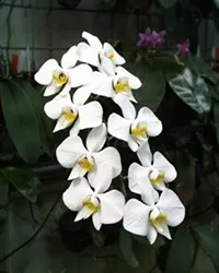 Phal. Amabilis x self KA5065 Zone 9+ Tropical