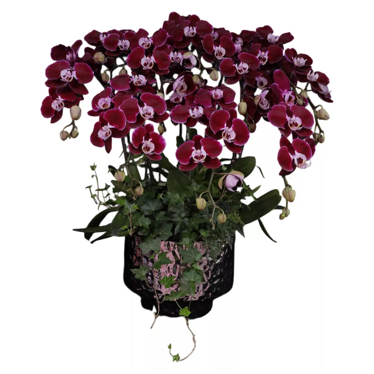 Phalaenopsis Orchid Arrangement – Spotted Art Phantom Shadow