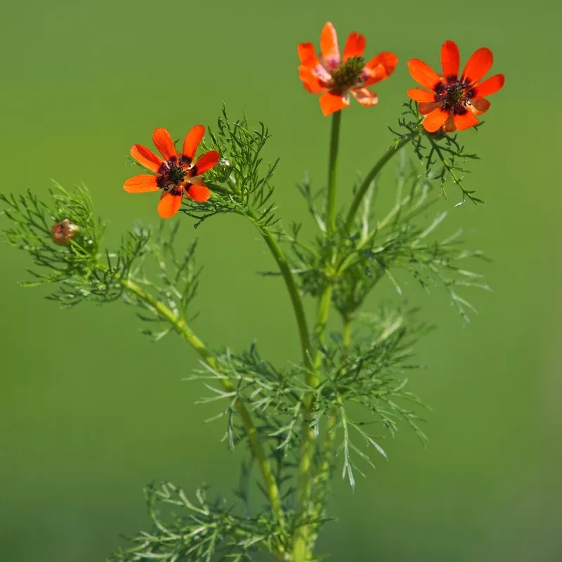 Pheasant’s Eye Heirloom Seeds (Adonis aestivalis) Brilliant red wildflower with ferny foliage; historic cottage garden plant with self-seeding charm