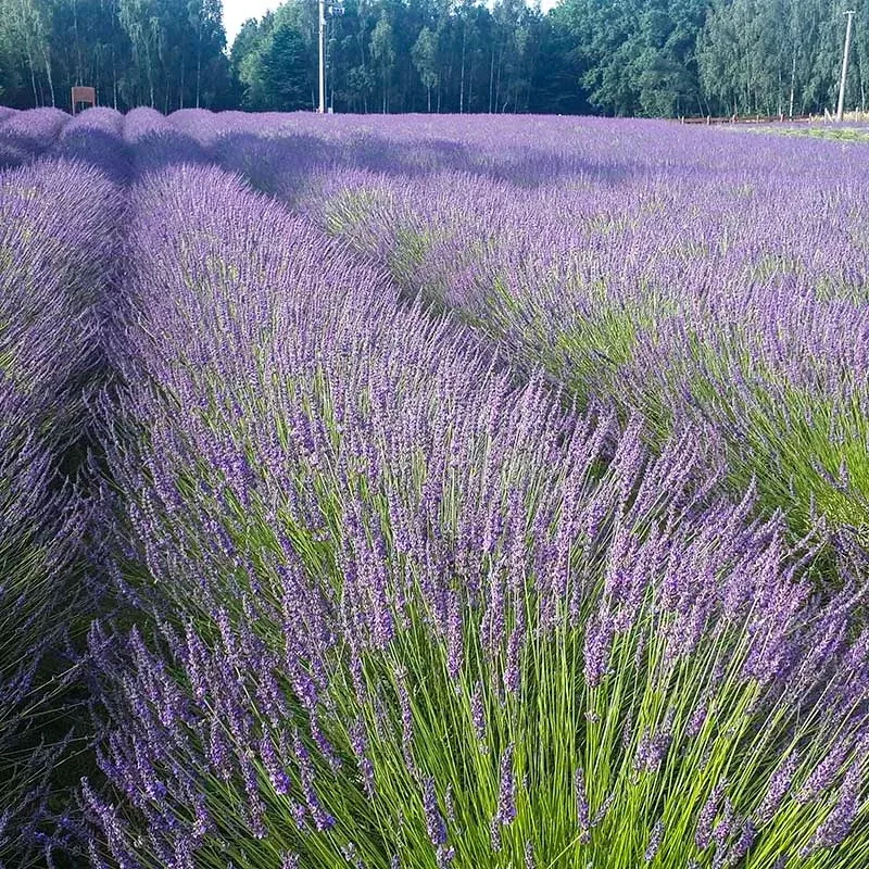 Phenomenal Lavender Plant Plug (Lavandula x intermedia 'Phenomenal') – Heat-Tolerant and Fragrant Blooms for Borders.