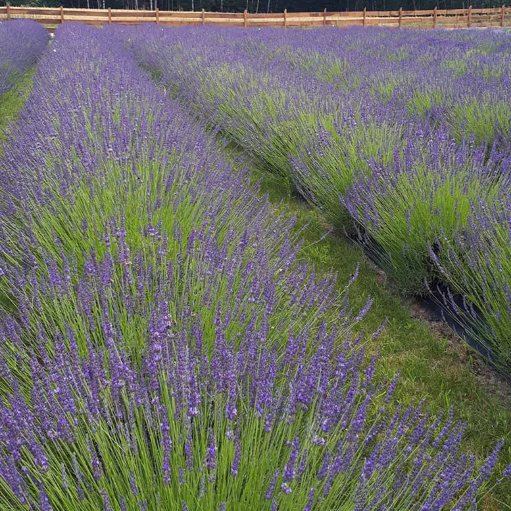 Phenomenal Lavender Plant