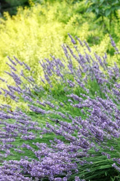 Phenomenal Lavender