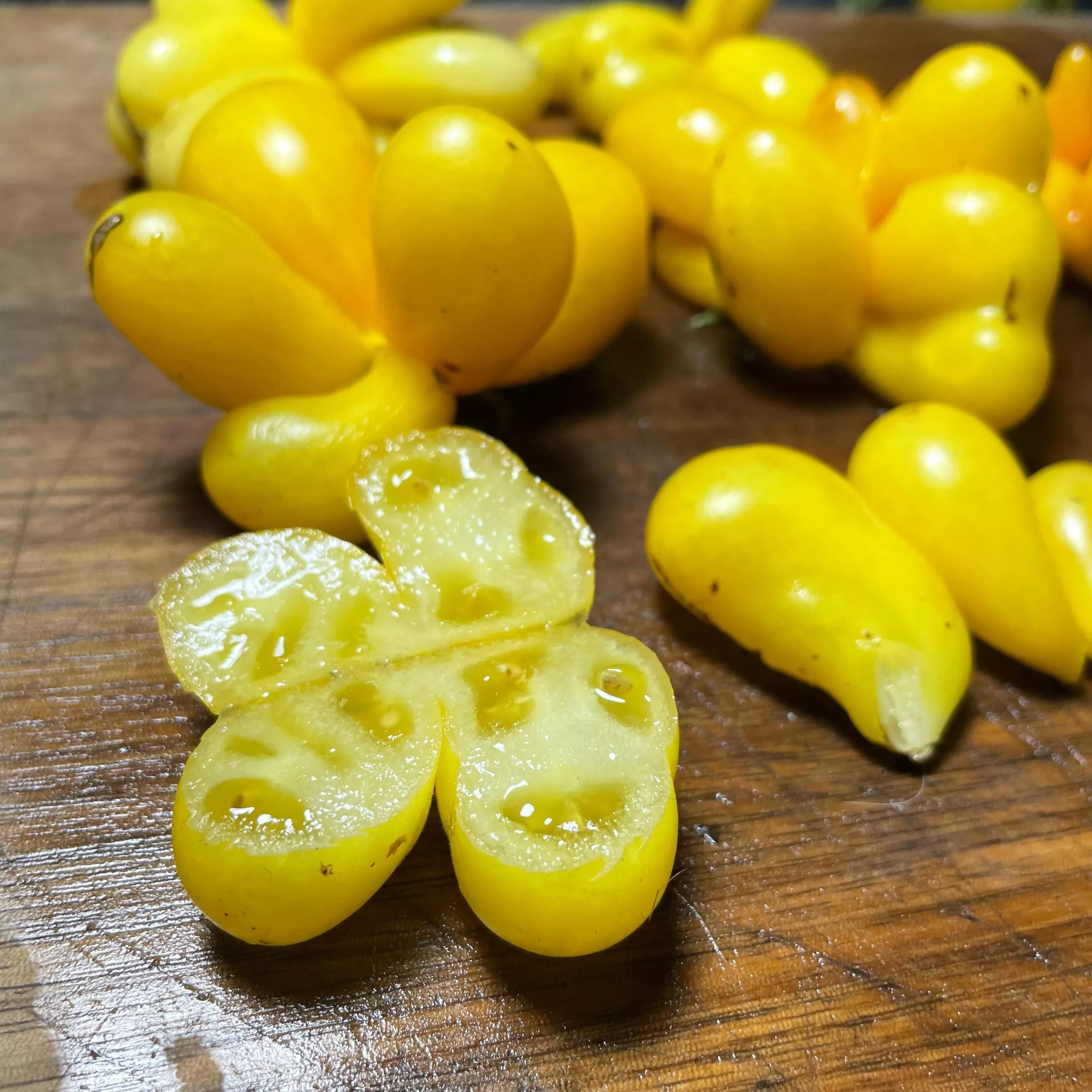 Phil's One Tomato Seeds