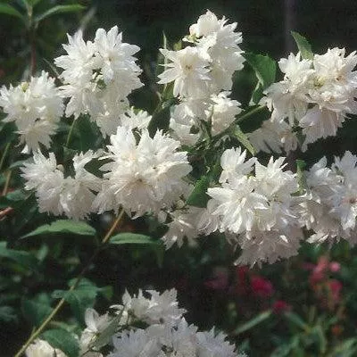 Philadelphus 'Buckleys Quill'- Buckleys Quill Mockorange
