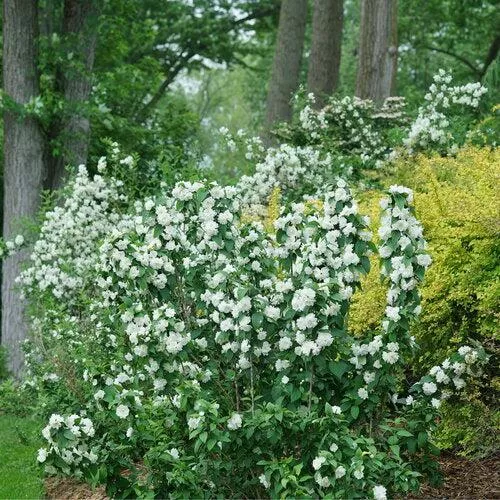 Philadelphus coronarius 'SMNPSDW'- Illuminati Spice Mockorange