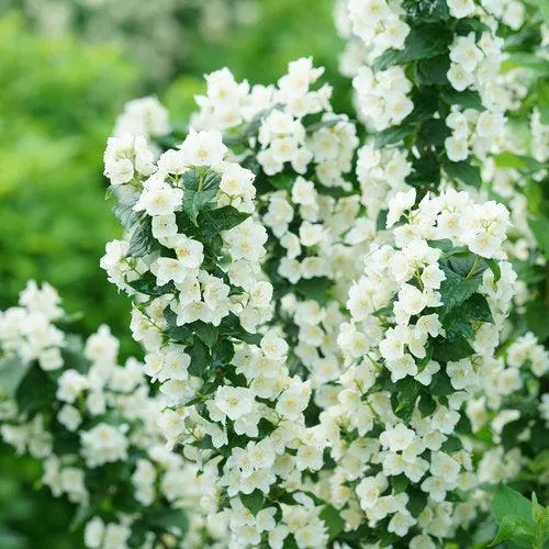 Philadelphus coronarius 'SMNPVG'- Illuminati Tower Mockorange