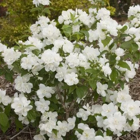 Philadelphus 'Snow White Fantasy'- First Editions Snow White™ Mockorange