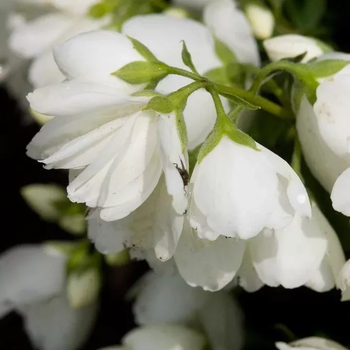 Philadelphus 'Snowbelle'- Snowbelle Mockorange