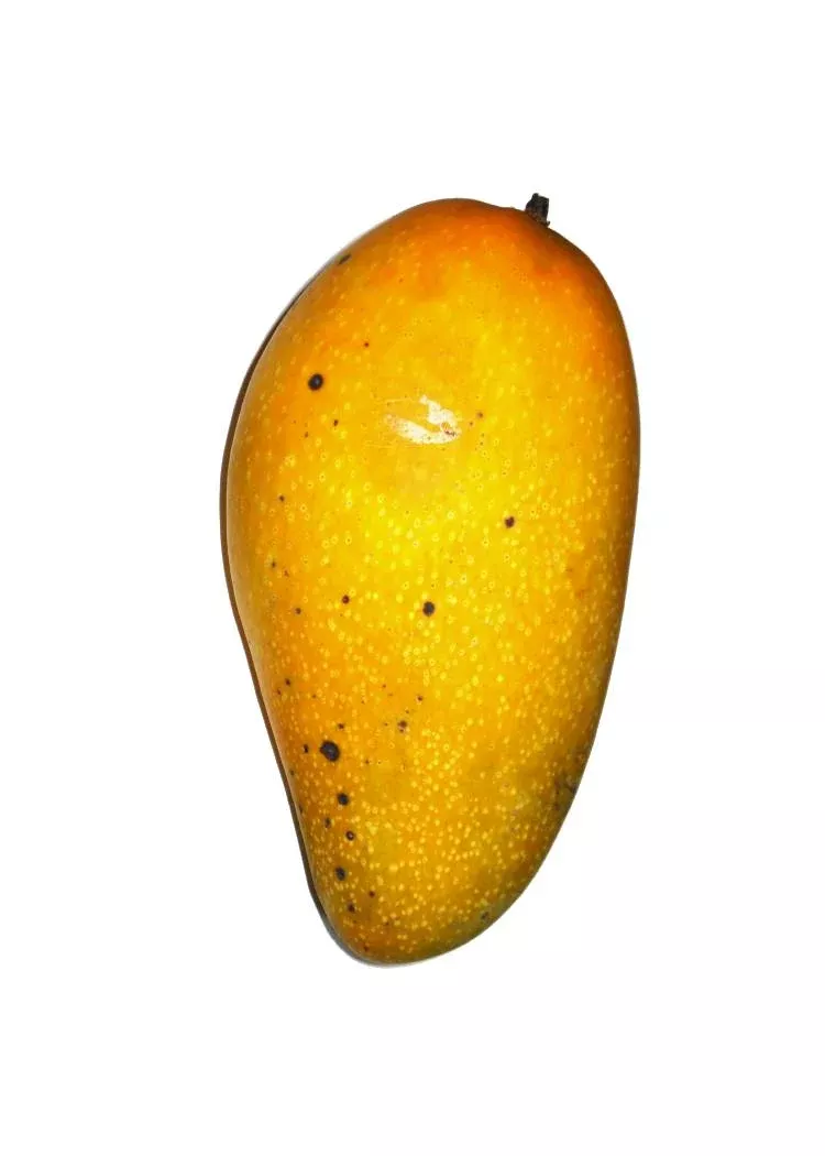 Philippine Mango Tree