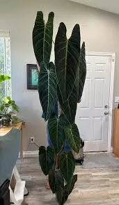 Philo Melanochrysum Collector Plant