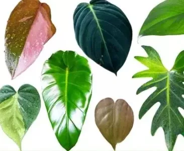 Philo Unique Assortmt