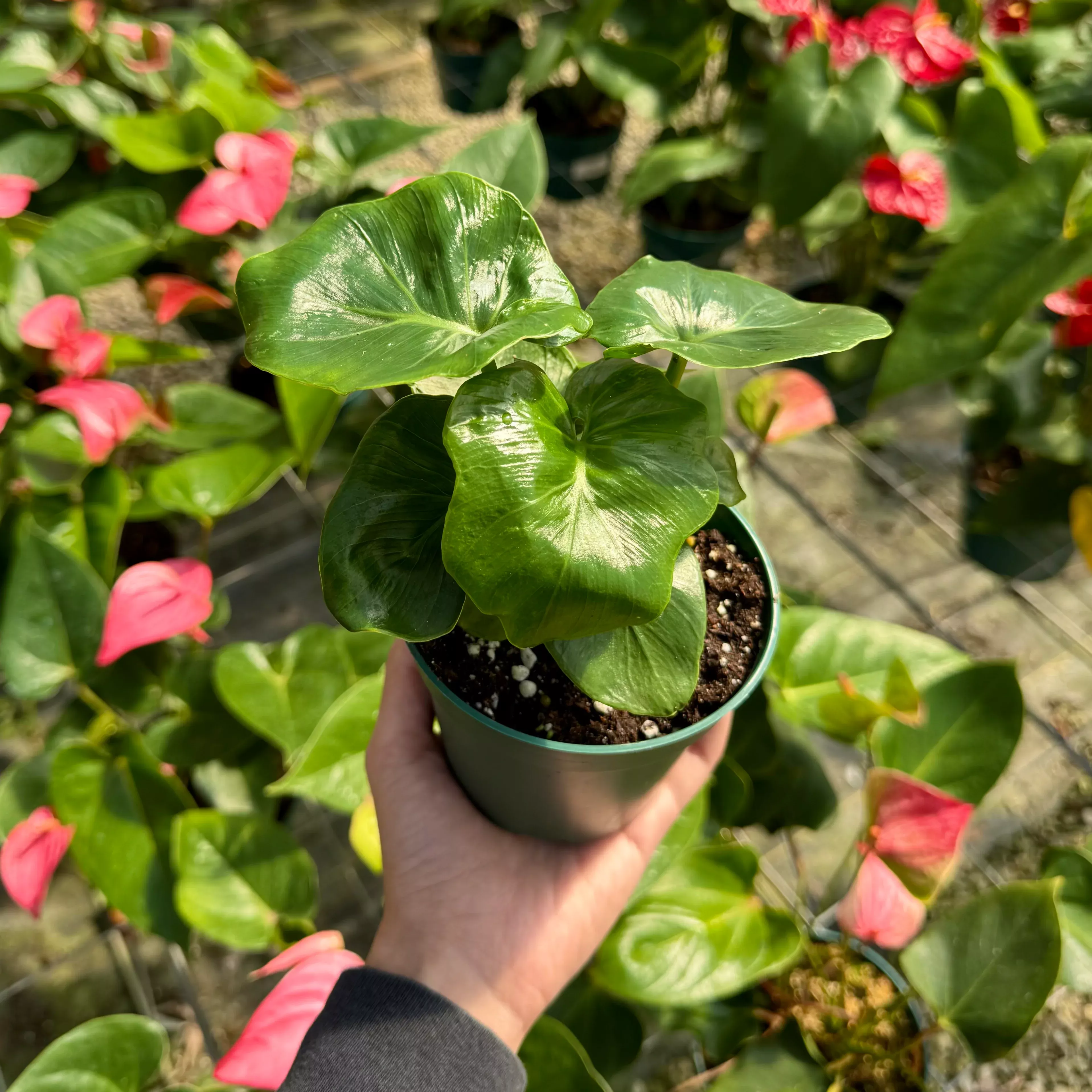 Philodendron 'Atom'