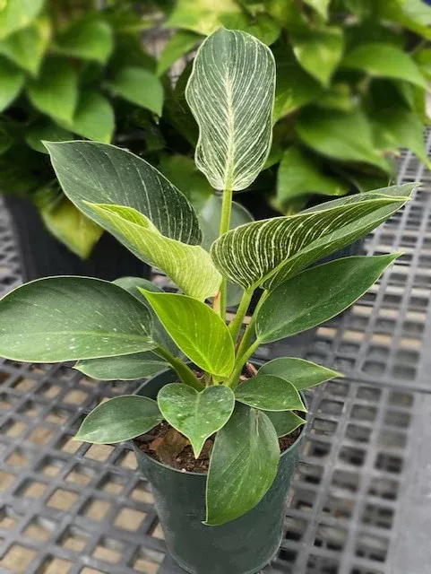Philodendron Birkin - 6" Potted Houseplant