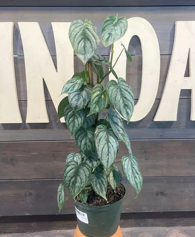 Philodendron Brandi - 6 Inch
