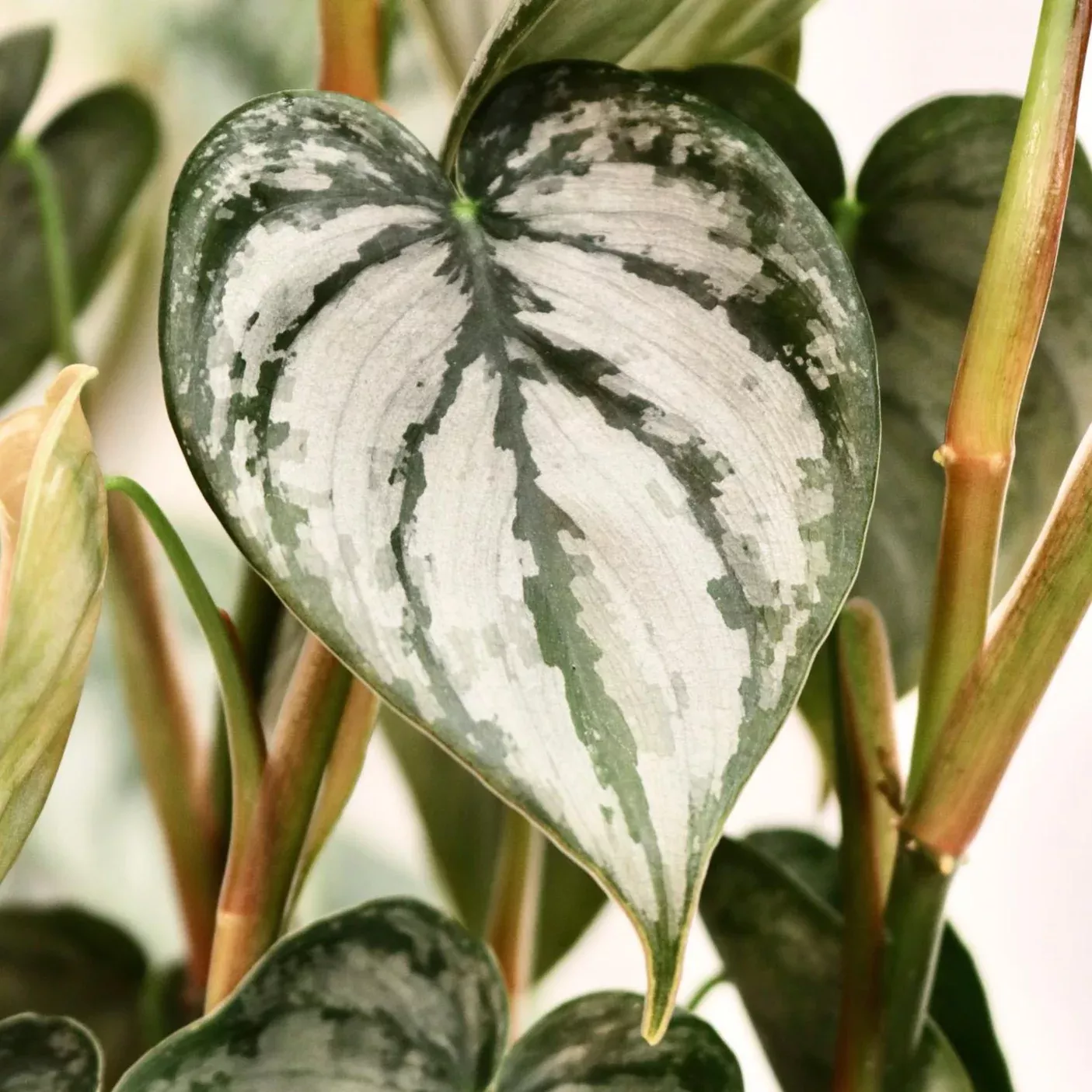 Philodendron brandtianum, "Brandi"