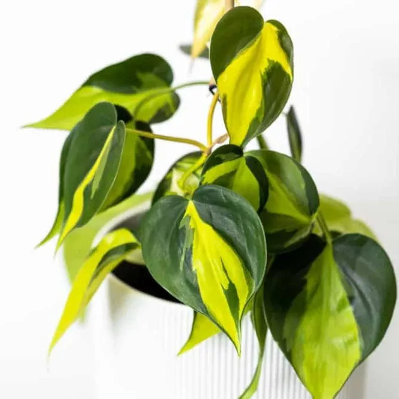 Philodendron Brasil Plant Plug (Philodendron hederaceum 'Brasil') – Striking green and yellow leaves – Vibrant and low-maintenance.