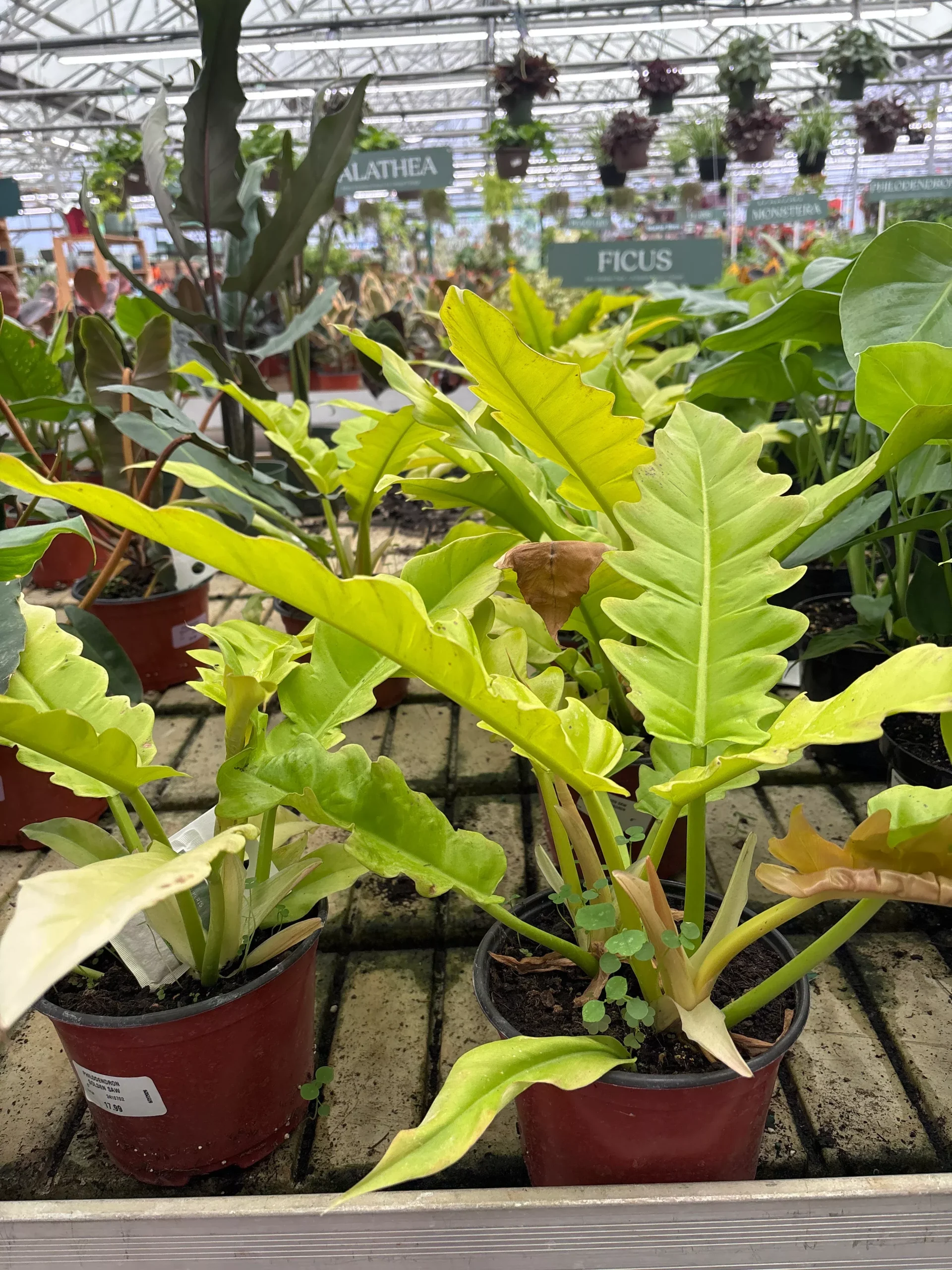 Philodendron Golden Crocodile - Philodendron sp - 6" Potted Houseplant