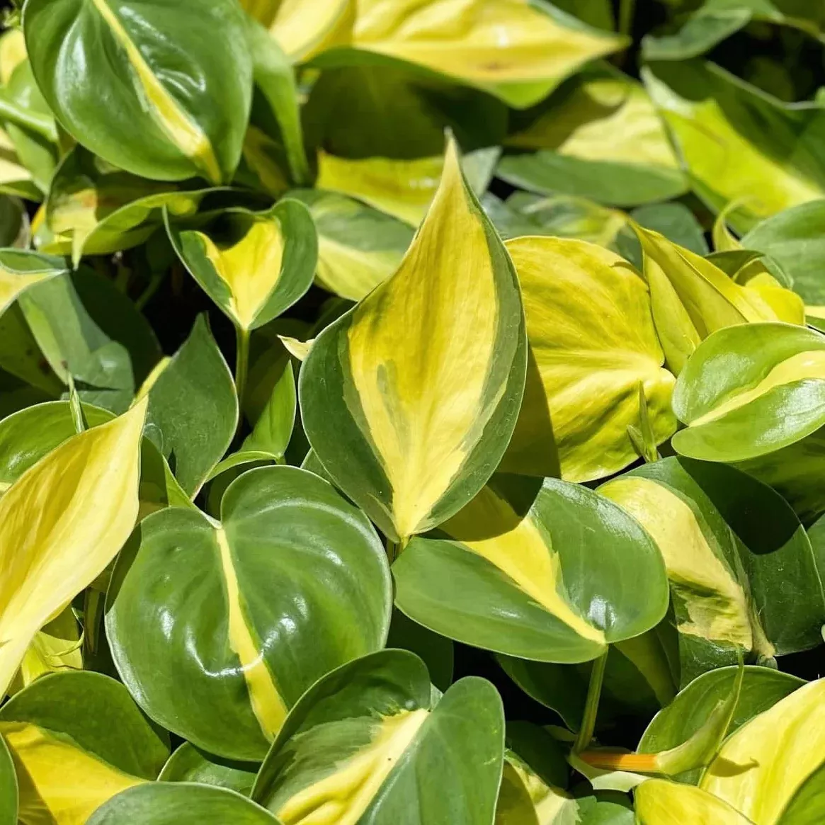 Philodendron hederaceum 'Brasil'
