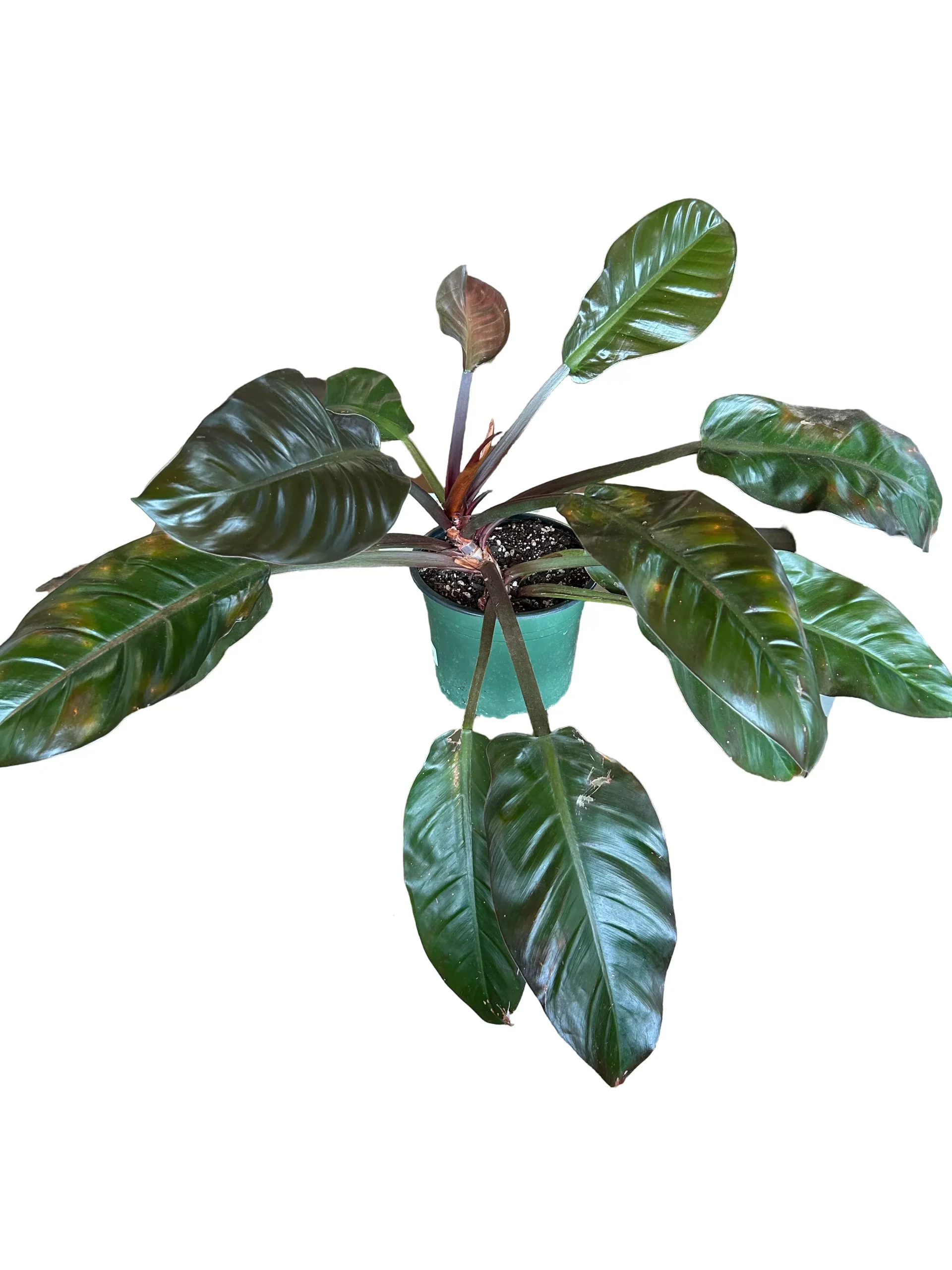 PHILODENDRON IMPERIAL RED
