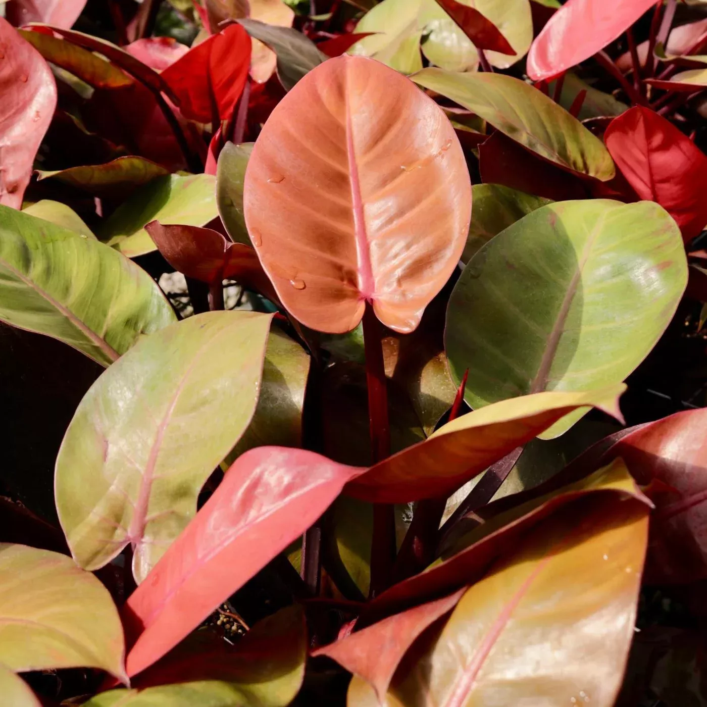 Philodendron 'McColley's Finale'