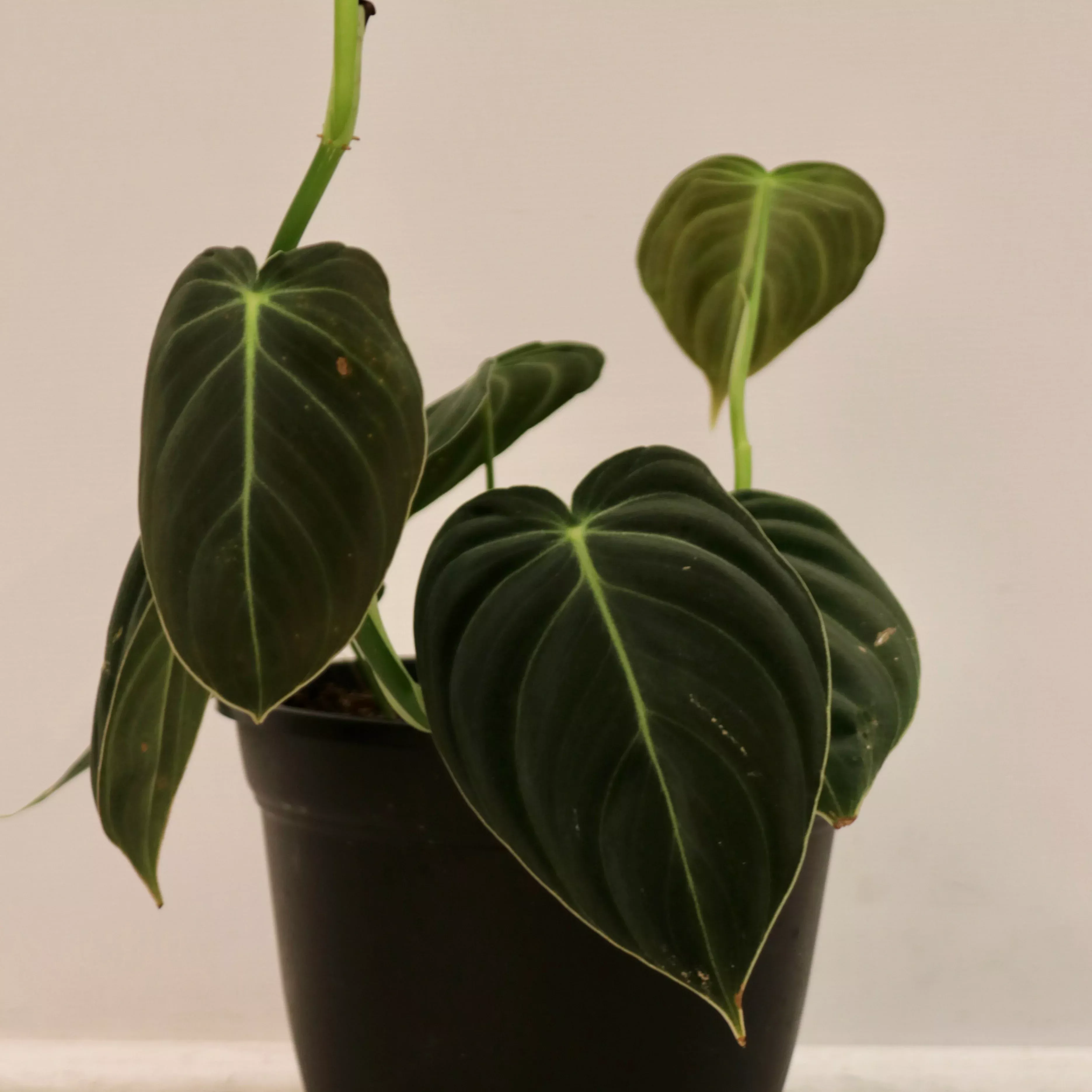 Philodendron melanochrysum 'Black Gold'