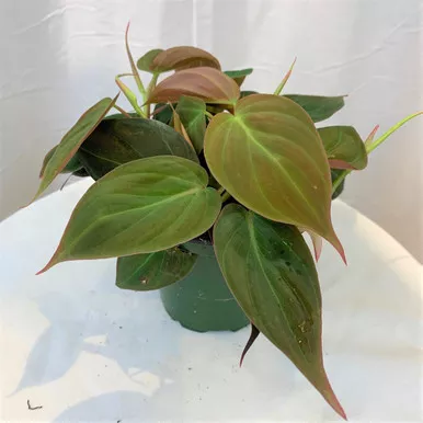 Philodendron Micans