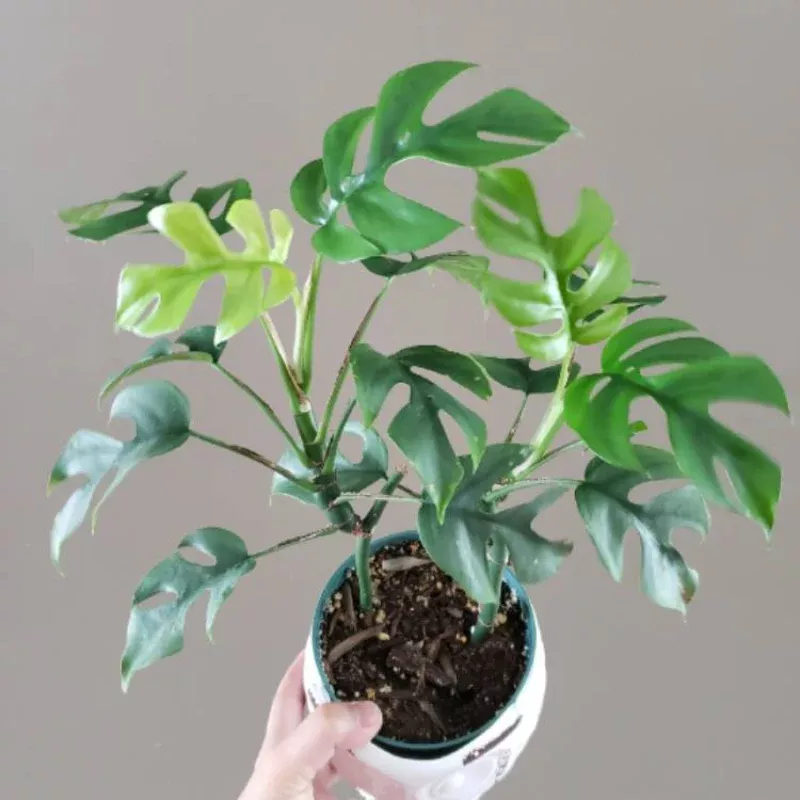 Philodendron Minima Plant Plug (Rhaphidophora tetrasperma) – Compact Tropical Plant with Split Leaves for Indoors.