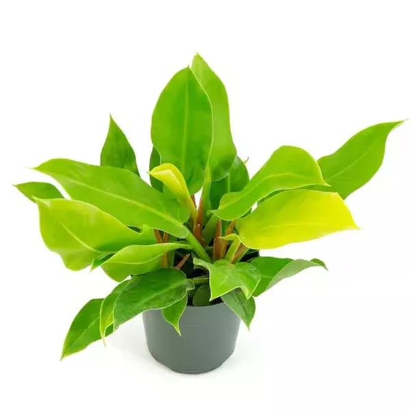 PHILODENDRON MOONLIGHT