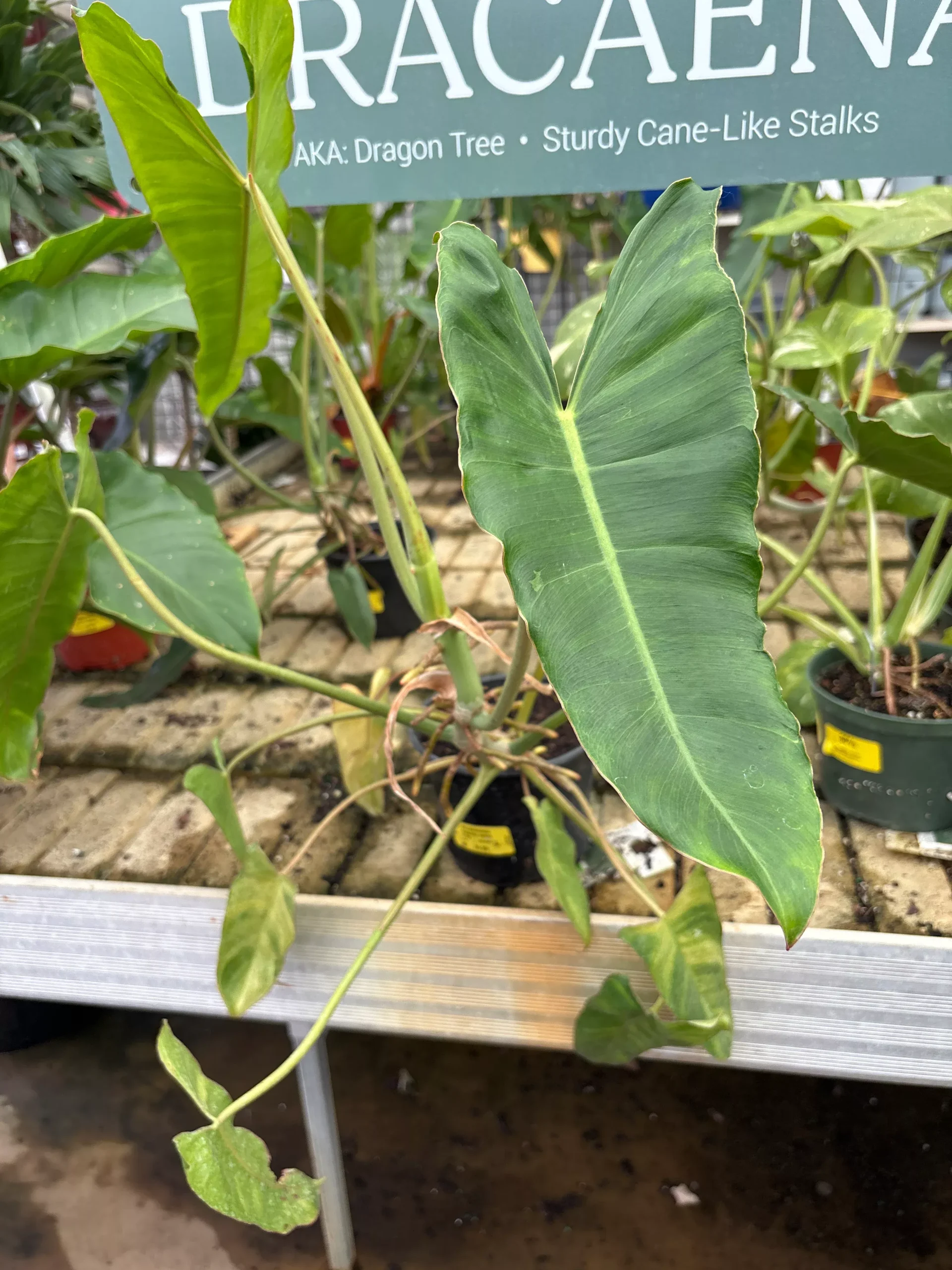 Philodendron Paraiso Verde - Philodendron sp - 6" Potted Houseplant