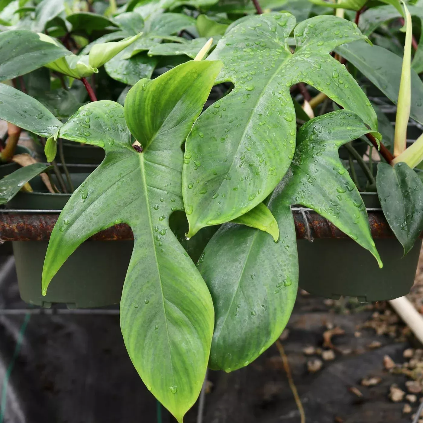 Philodendron pedatum x squamiferum 'Florida Green'