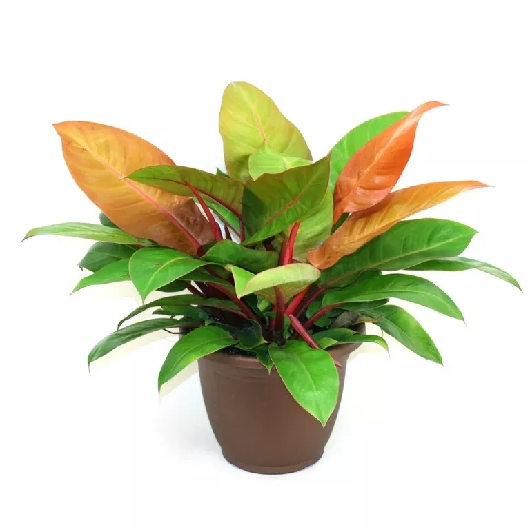 Philodendron Prince of Orange
