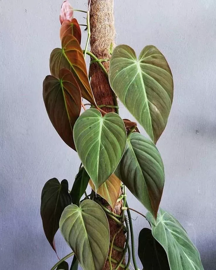 PHILODENDRON - TOTEM