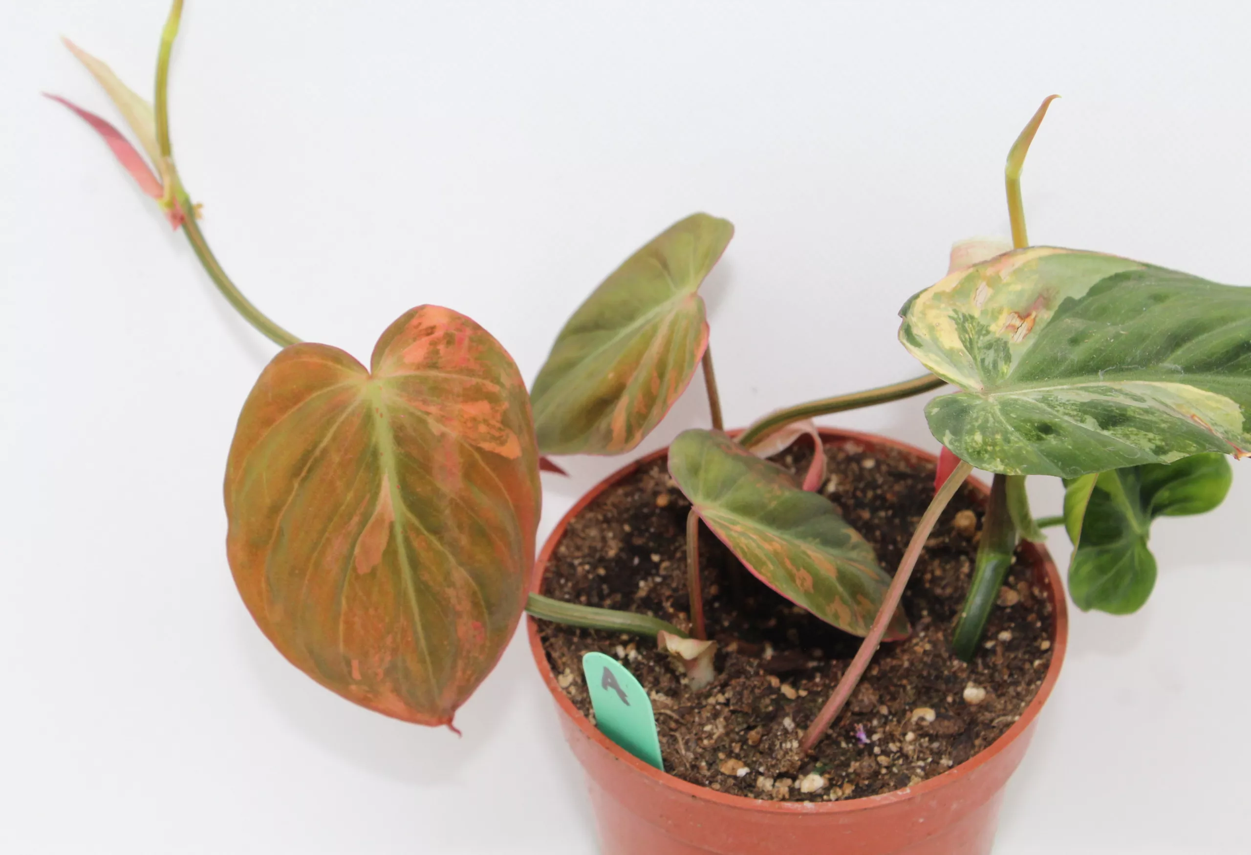Philodendron, Velvet Leaf ‘Aurea’ rooted plant