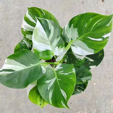Philodendron White Wizard