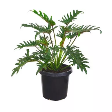 Philodendron Xanadu - 3 Gallon