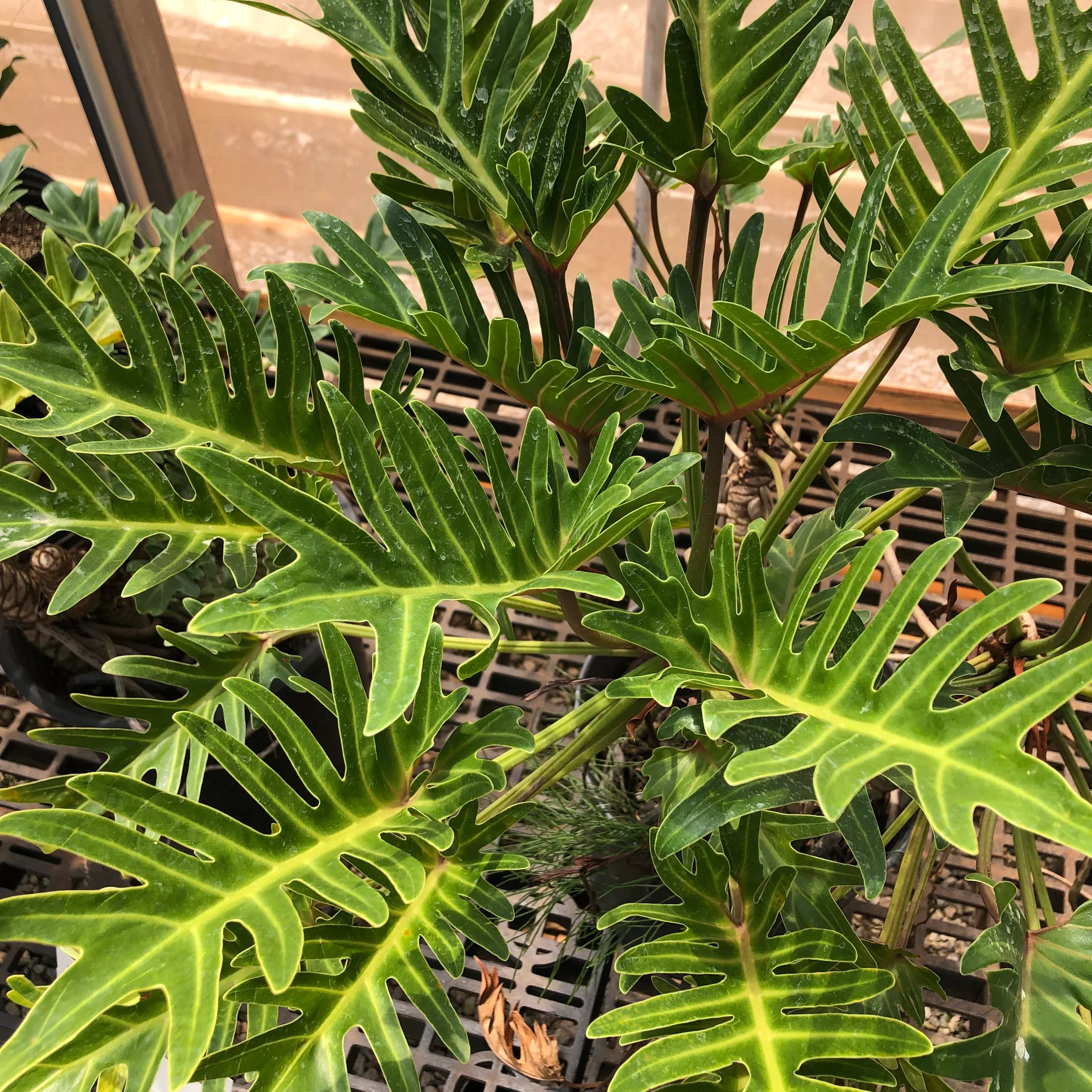 Philodendron 'xanadu'