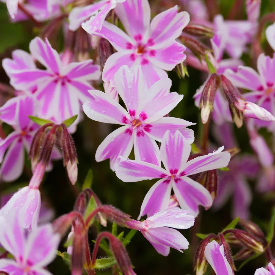 Phlox 'Candy Stripe'