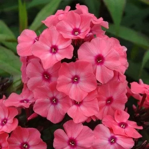 Phlox paniculata 'Ditomdre' PP20,907- First Editions Coral Crème Drop™ Phlox