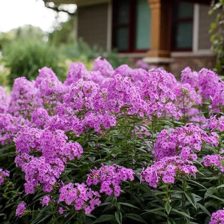 Phlox paniculata 'Ditomfra'- First Editions Bubblegum Pink™ Phlox