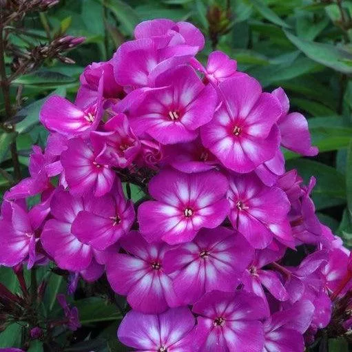Phlox paniculata 'Ditomsur' PP21,109- First Editions Grape Lollipop™ Phlox