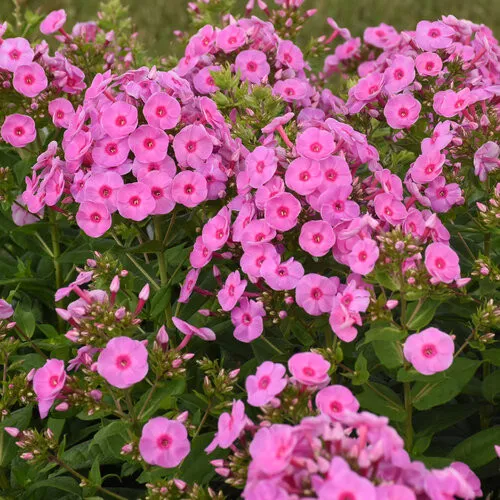 Phlox paniculata 'Luminary Prismatic Pink' / Garden Phlox
