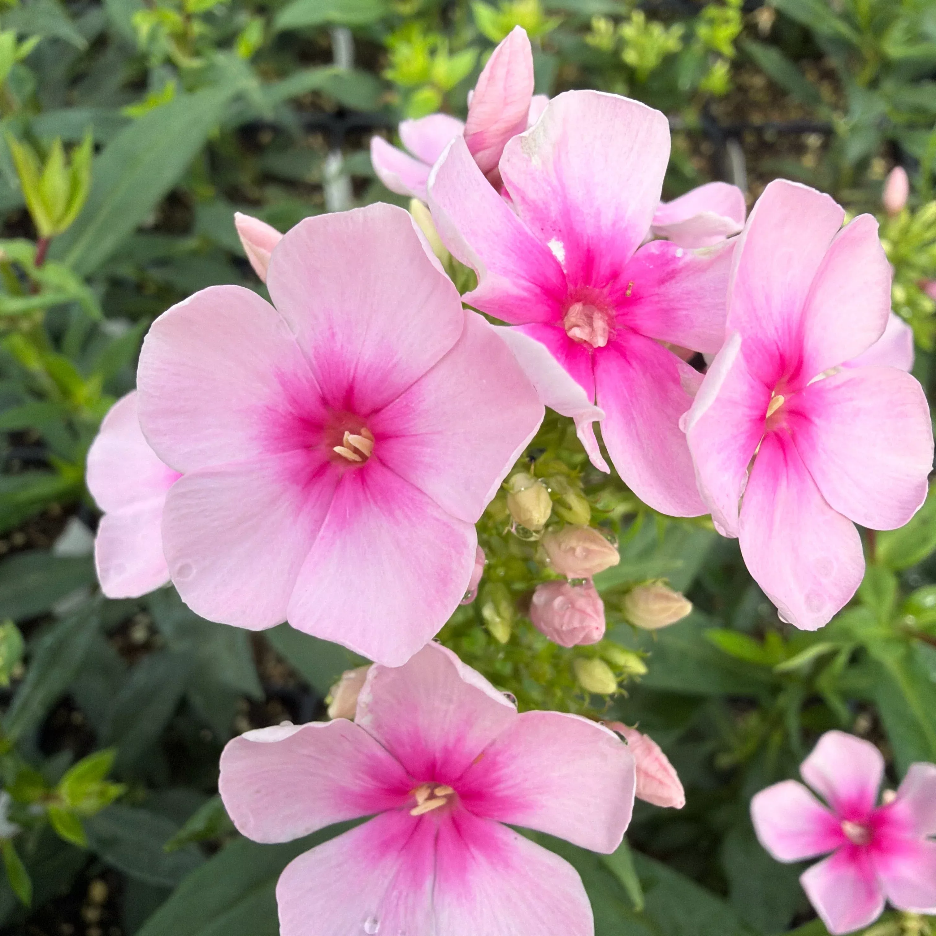 Phlox 'Rose Dark Eyes'