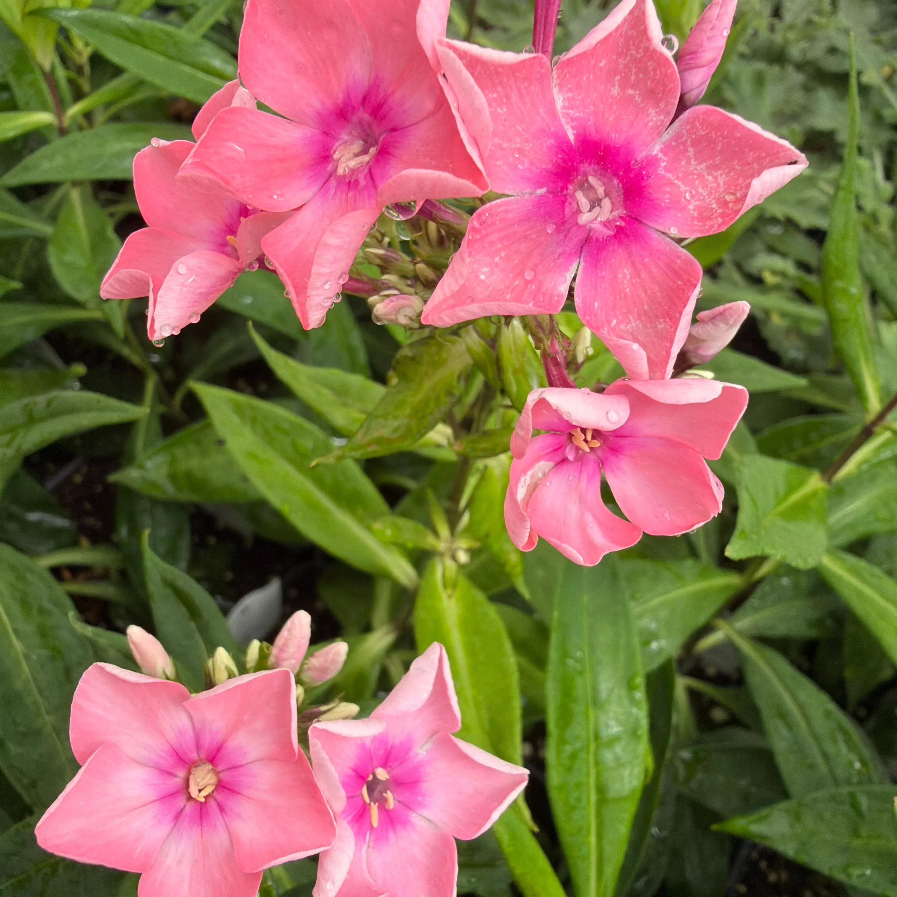 Phlox 'Salmon Orange Dark Eyes'