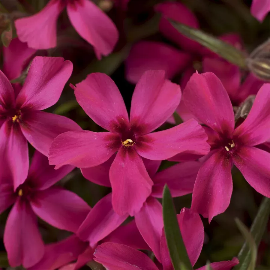 Phlox 'Scarlet Flame'