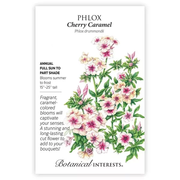 Phlox seeds 'Cherry Caramel'