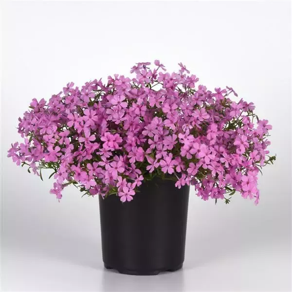 Phlox Spring Splash Pink NEW 2025