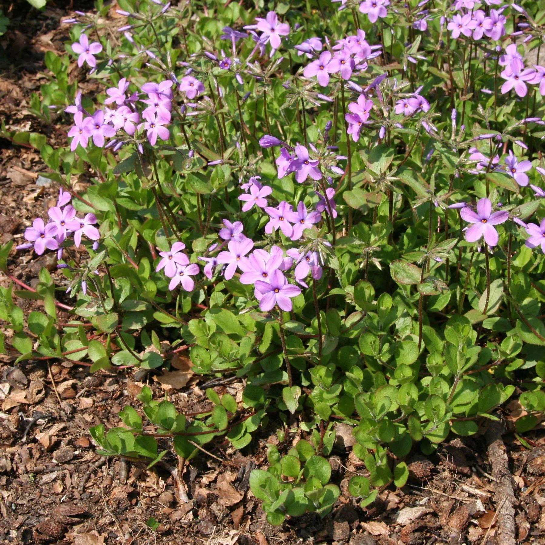 Phlox stolonifera- Creeping Phlox, Star-Rock Phlox