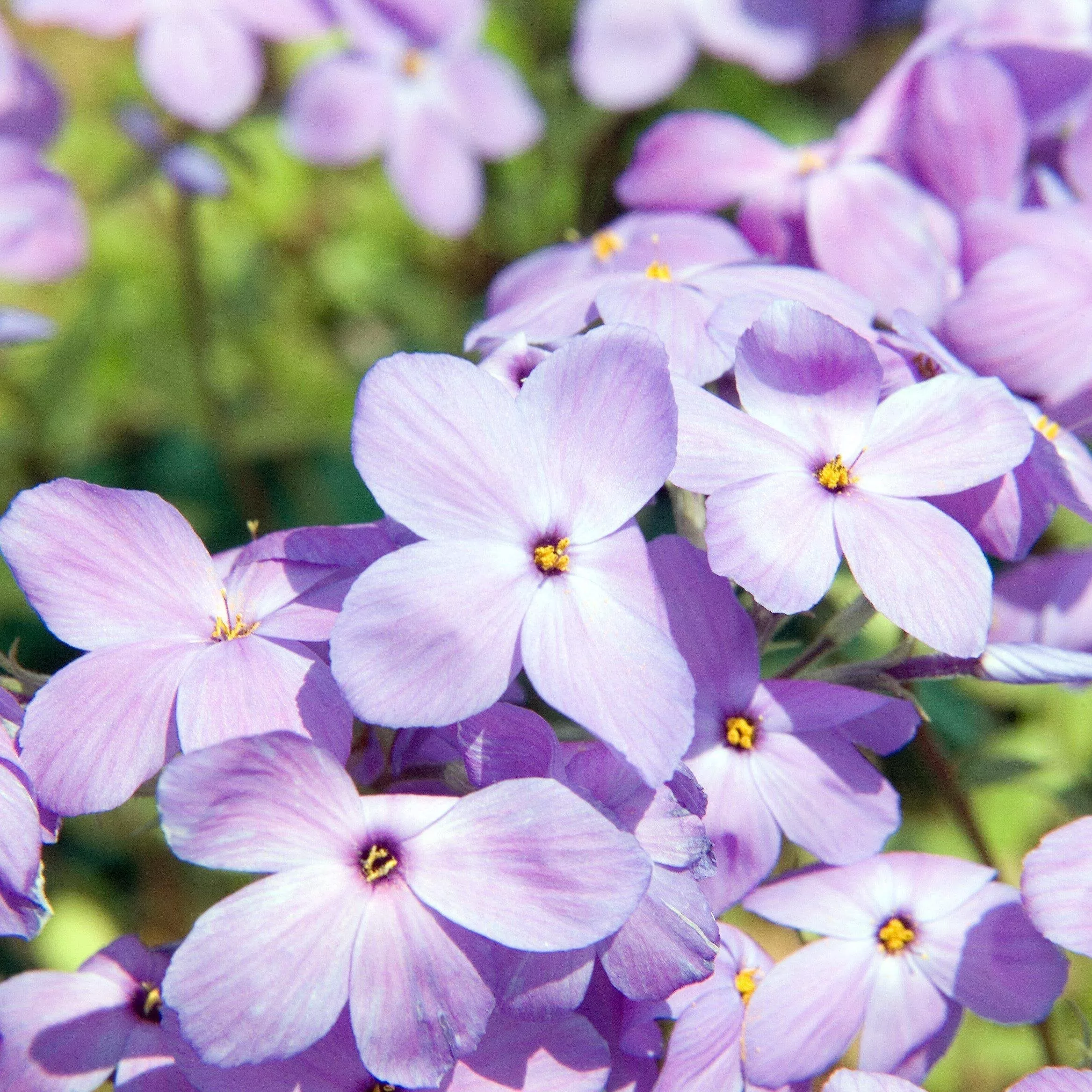 Phlox stolonifera 'Sherwood Purple'- Sherwood Purple Creeping Phlox