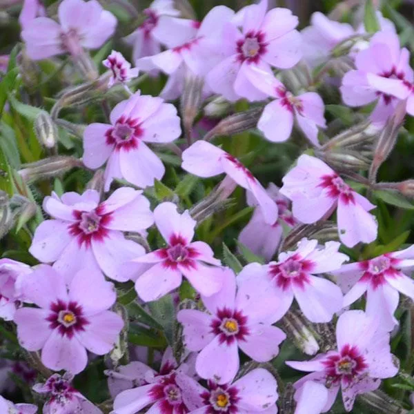 Phlox subulata 'Eye Candy'- Eye Candy Creeping Phlox