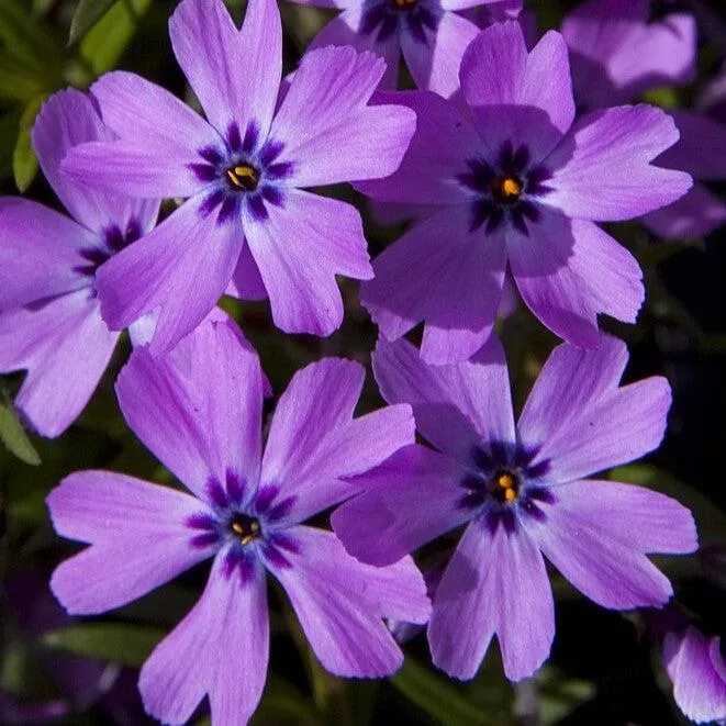 Phlox subulata 'Eye Shadow'- Eye Shadow Creeping Phlox